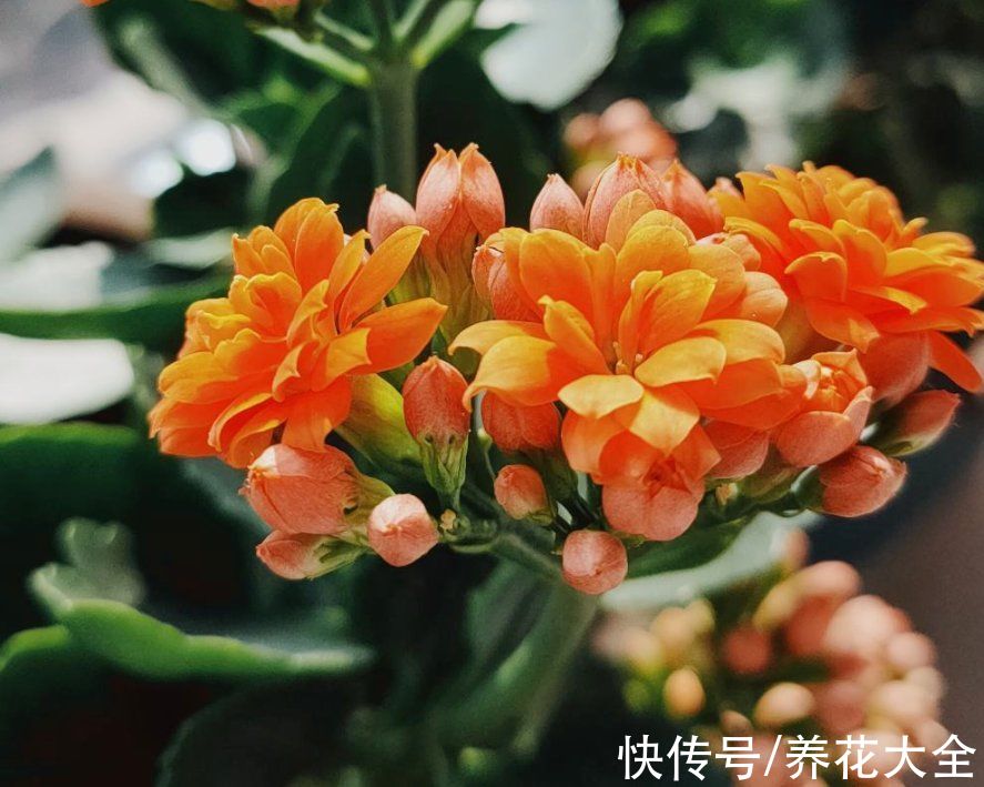 土壤|喜欢住“小盆”的3种花，冬季干养穷养才行，叶子油亮花开爆