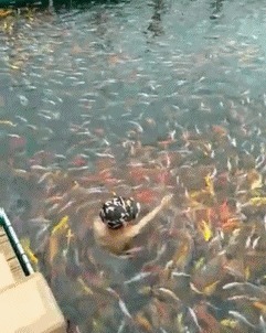 |搞笑GIF：小伙子，这就是嘚瑟的后果，这一下腰估计要废了