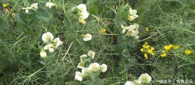 清妍豌豆开白花,用心赏悦美如画