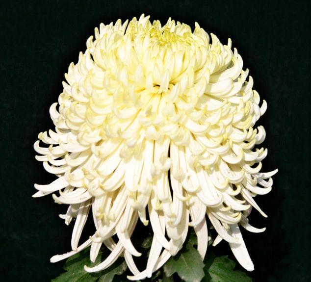 喜欢菊花，就养盆“珍奇名菊”，似层叠白云，好养好看，美丽怡人