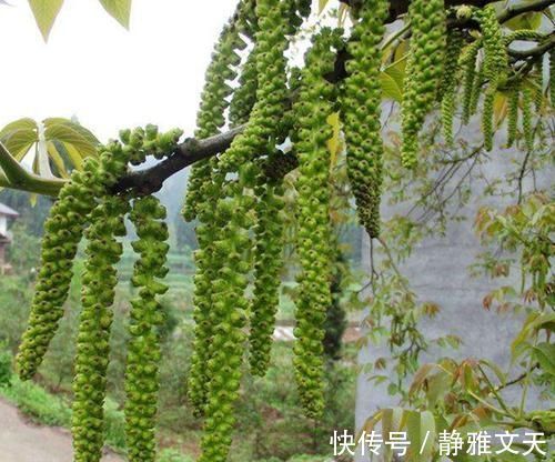 长寿菜|长在树上无人识,晒干了58元一斤,人称“长寿菜”,如今都抢着要