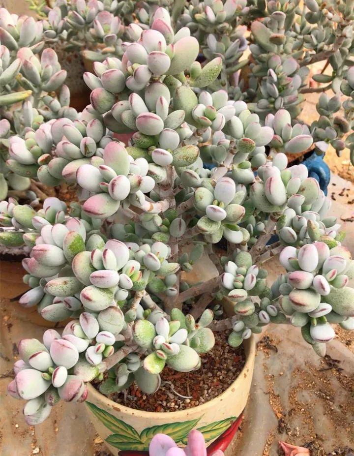 姐姐养了9年的多肉,没有买肥就用它,个个长成精!