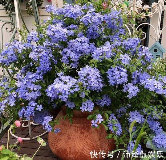 植物|封闭阳台养花,选对植物很关键,选错了养一盆死一盆!