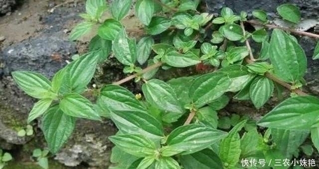 糯米藤|农村“水人参”的野草,它的根价值珍贵,碰到是福气,您认识吗?