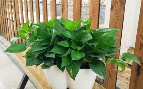 “万能水”浇花，盆土疏松不板结，10年不用换盆也能疯长