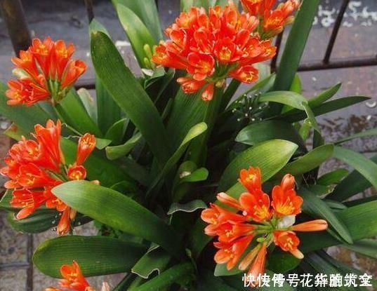 养君子兰用这个小妙招,开花多、新叶多、不夹箭,叶子绿的发光