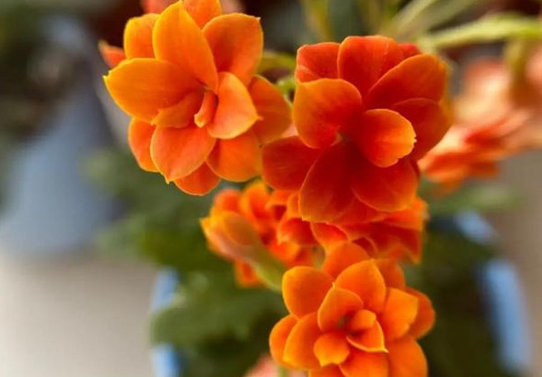 花色|75个长寿花品种,一个比一个美,一起来认识一下吧!