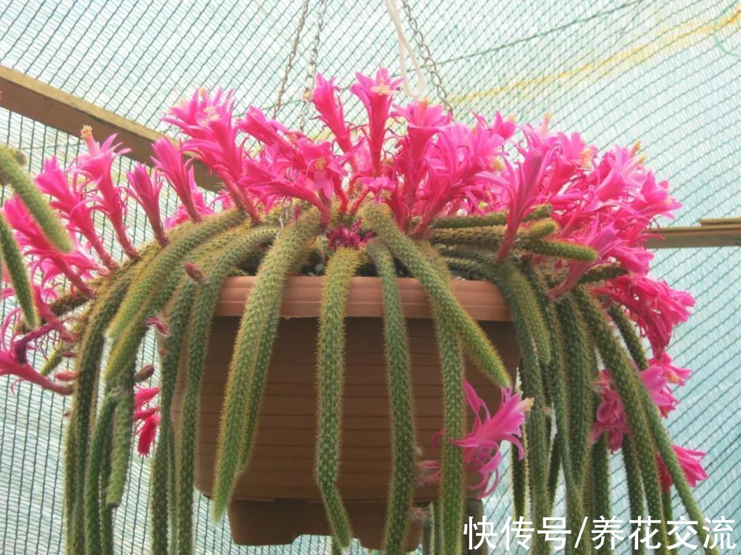 6种适合养在窗台的多肉植物,可以用吊盆栽种,可以垂盆生长开花