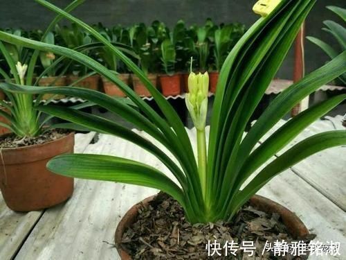 废油|最厉害的养花营养液给君子兰喂一勺,四季油绿,秋凉早开花