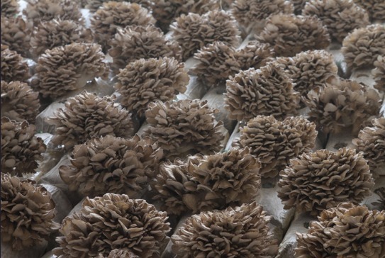 灰树花|它是”一级抗癌“的食物，每天来几口，获拥健康长寿的身体