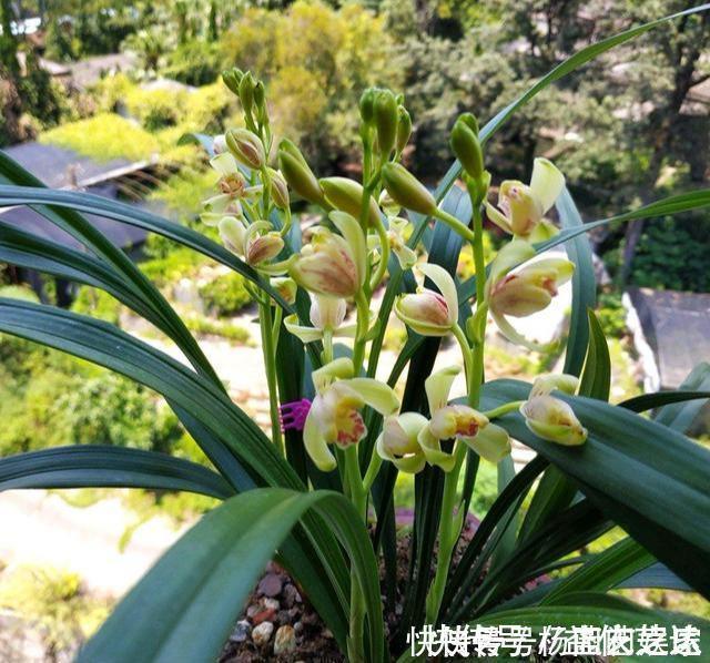 兰花|养兰花“2懒1勤”别守规矩,新芽冒不停,花箭半米高