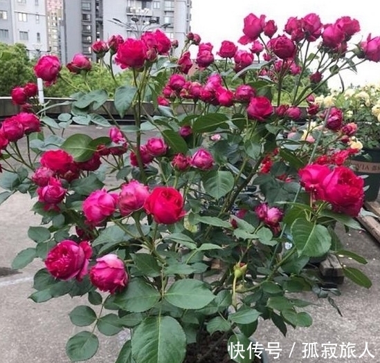 盆栽小玫瑰到手一天就蔫了,怎么破,做好4点安心看花