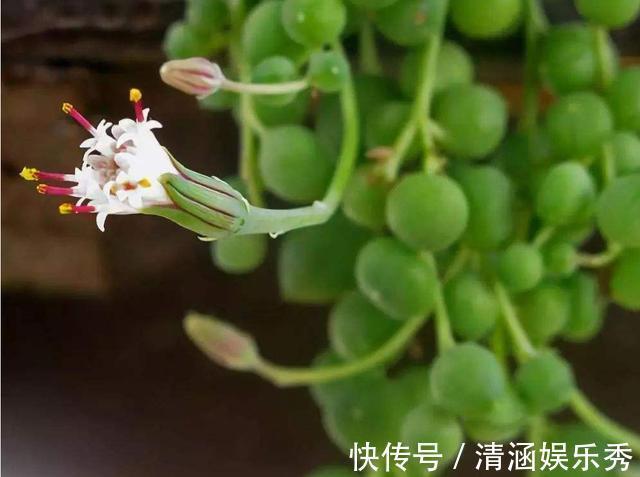 3种花适合养在室内，开花味道浓郁，满屋飘香很好闻，非常上档次