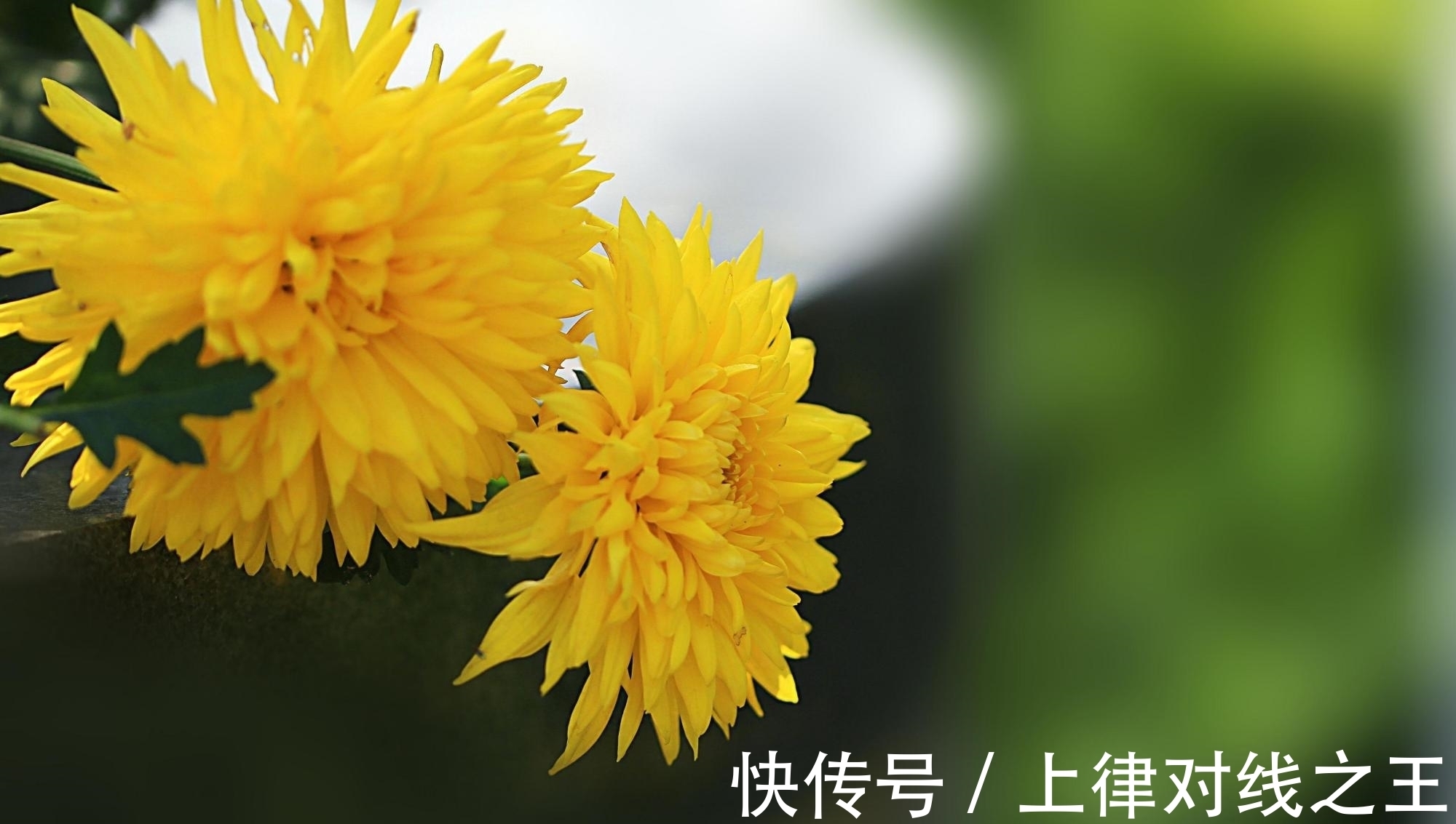 刚买回家的花,不到2周就枯萎了,什么原因造成的?