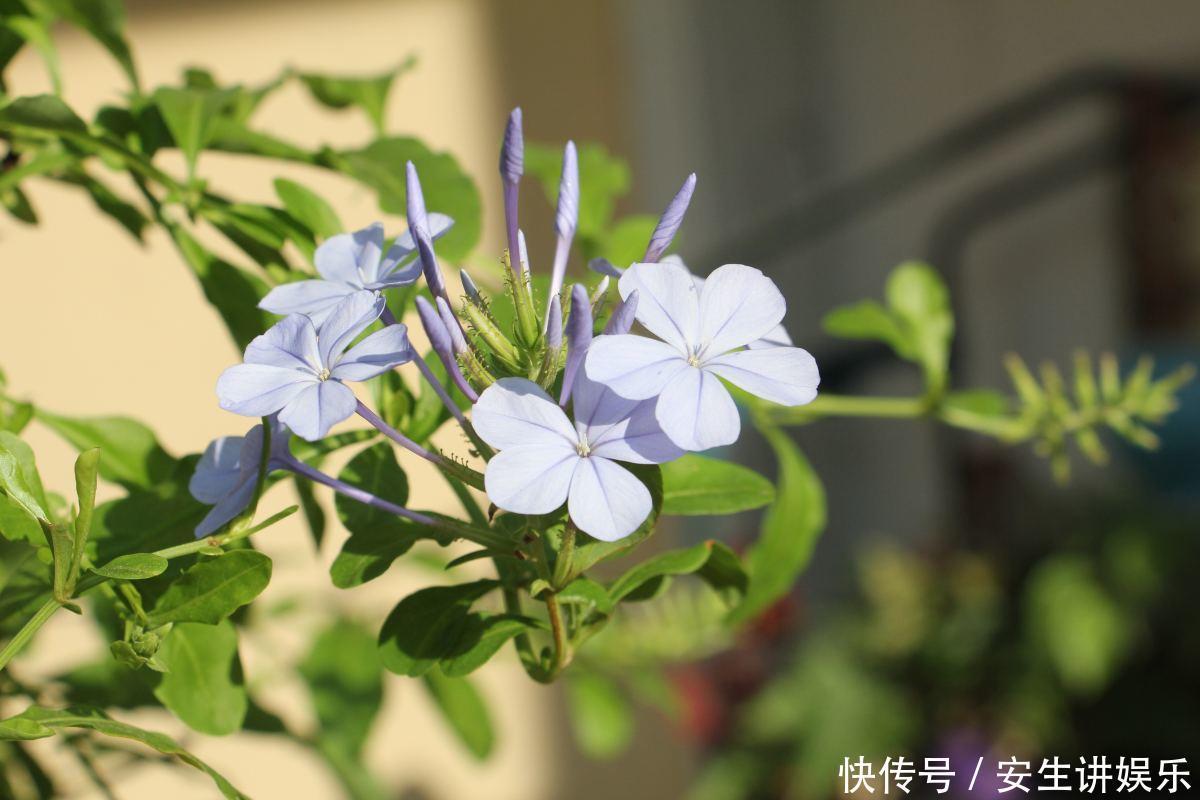 这花长得巴掌大，越晒花越多，一不小心就开成瀑布！