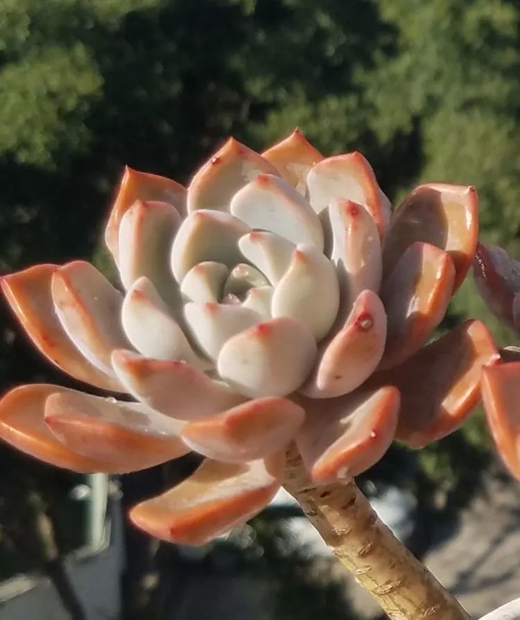 养肉三年,分享养肉经验,谈谈适合逆开挂区的多肉!