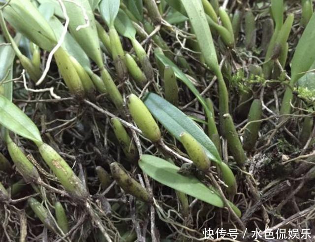 紫藤|在农村的老树上，缠绕着“1种草”，人称“石橄榄”，如今珍贵