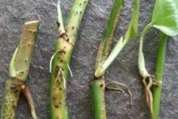 这三种花不用等，现在扦插越热生根越快，再晚又要等到明年了