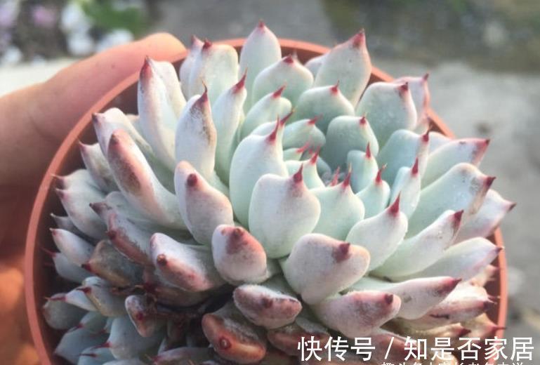 石莲属|可以很可爱，也可以很酷的爪系多肉——黑爪，你有没有养过？