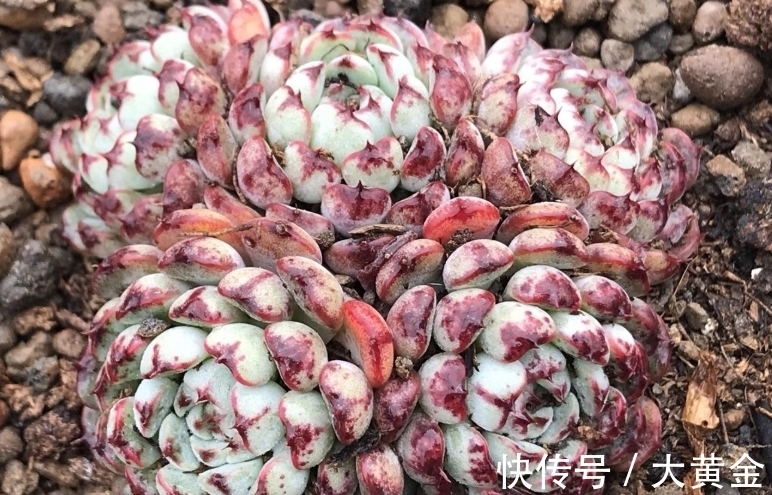 群生|网购的群生多肉散开了怎么办?不用着急,我们可以这样来解决问题