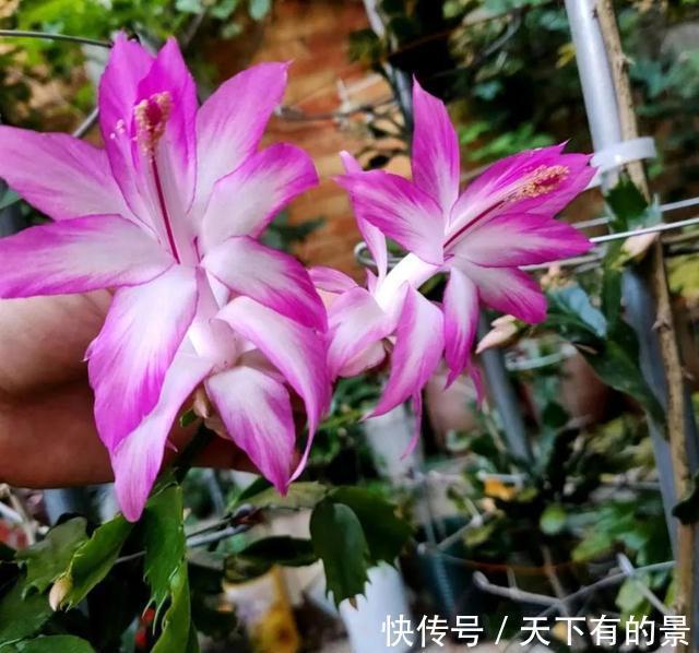 天冷了,这4种花,大肥大水要跟上,年底开爆盆