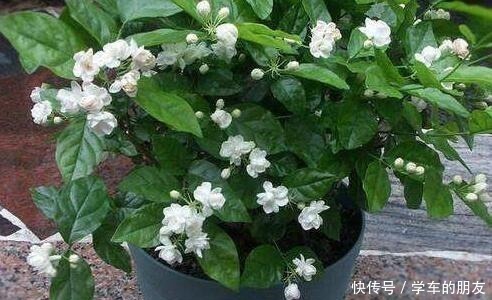 养分|养茉莉花，盆里埋1个“家家有的它”，花朵层层叠叠，清香又淡雅！