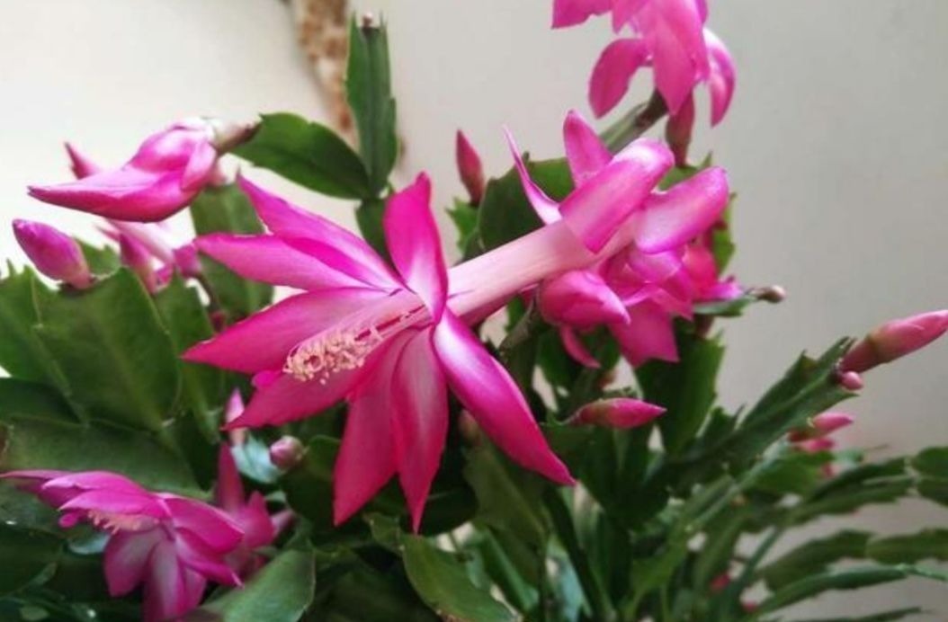 养长寿花蟹爪兰，别只顾浇水，用上“1种肥”，花苞稠密早开花