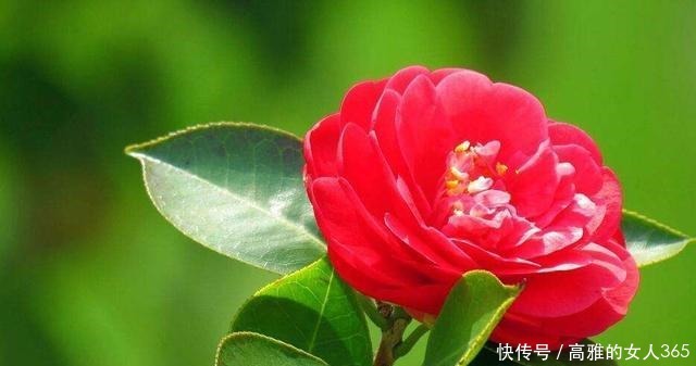 50种植物花语,不要再傻傻送错花了