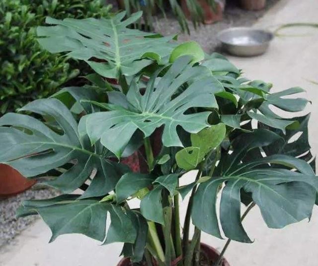 上档次|春羽、小天使、龟背竹叶片相似,观赏性强,摆在家里上档次
