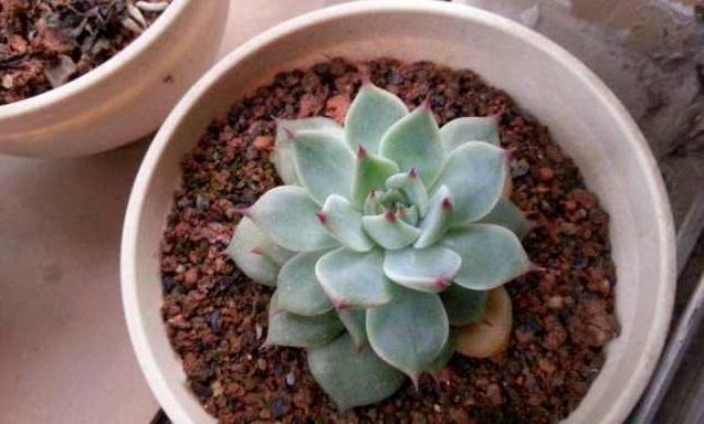 不为人熟知的养花秘诀：怎么合理使用红砖达到调节效果？