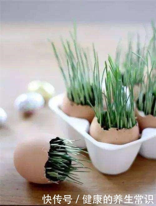 鸡蛋壳如何变成养花肥料,只需要两个步骤,就能轻松种植!