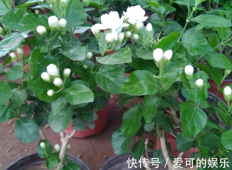茉莉花这样养，老桩也会连续开花