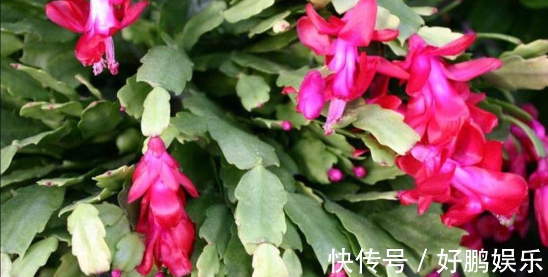 长寿花和蟹爪兰,开完花后做好这几件事,很快能再次开花