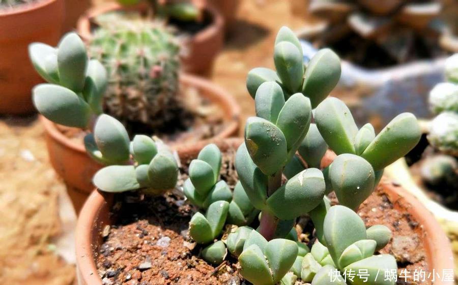 阳台上|如何快速养成鹿角海棠,学会这几点就好