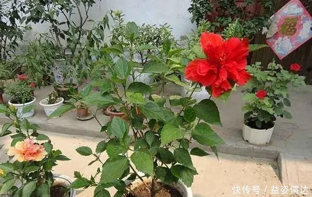 三月初，这“四朵花”任意养长，枝叶绿，花开，一年到头都在开花