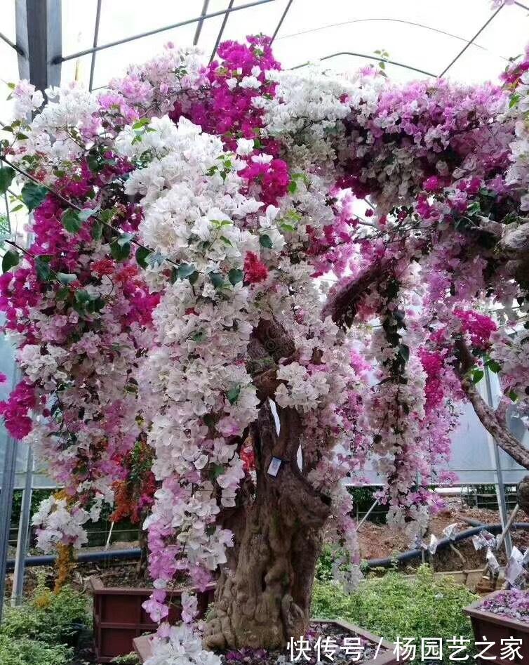 红掌|4种“漂亮花”，从年头开到年尾，耐旱又耐晒，一年赏花300天