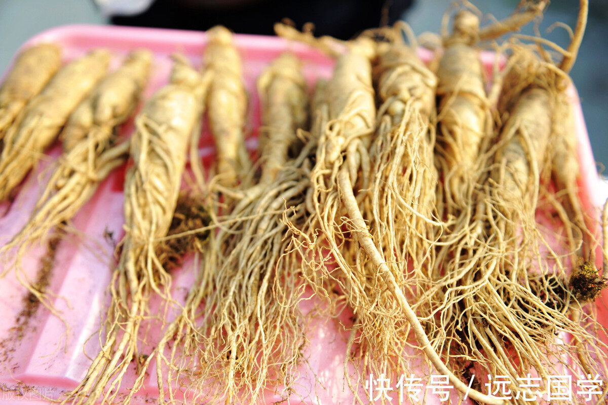 用人参|人参怎么吃才不浪费?4种食用方法教会你人参的正确吃法