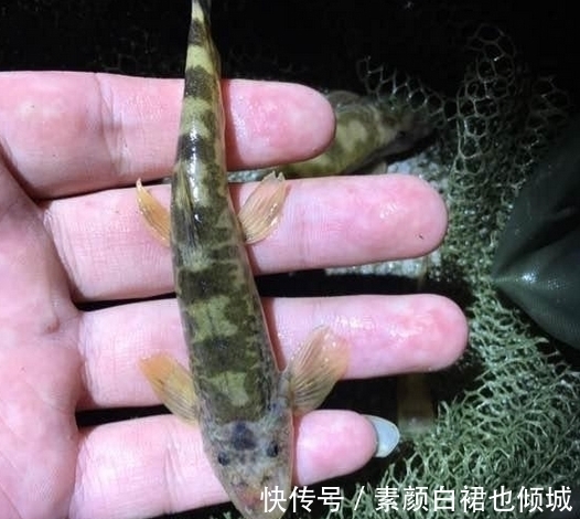 小伙钓鱼,大丰收,晚上妻子开心的打开鱼笼,瞬间给笼子甩的老远