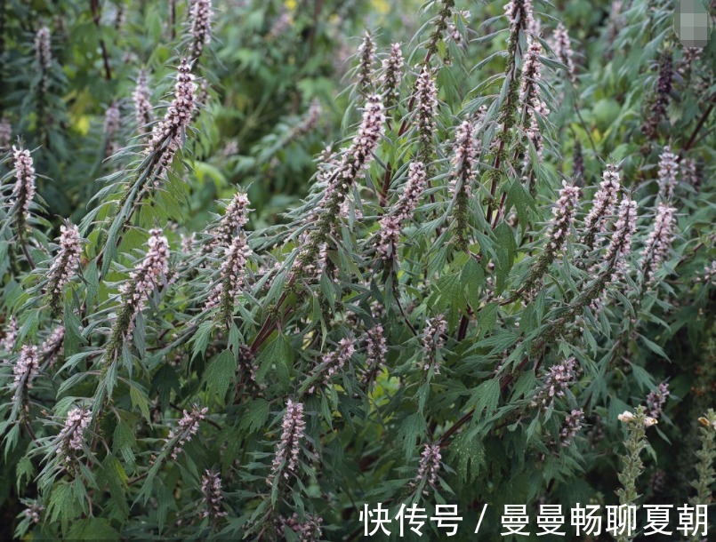 活血|十个女人九个妇科病，用此草每天泡脚，祛湿排毒，子宫越来越健康