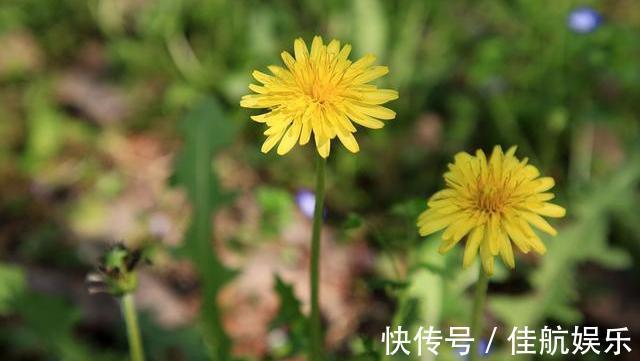 金银花|蒲公英的“黄金搭档”已公布，搭配泡水喝，平肝降火，胃也舒坦了