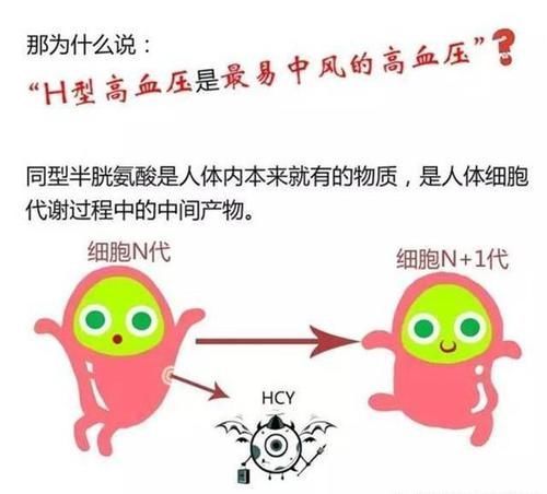 服用降压药|高血压补叶酸,吃多长时间合适?同型半胱氨酸高,多长时间复查?