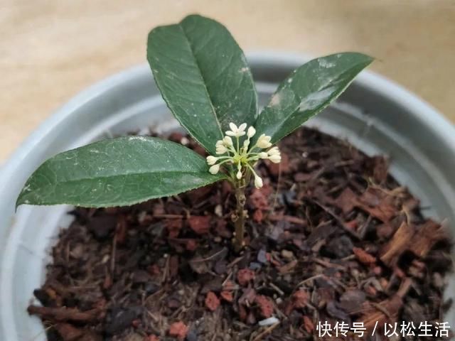 6月，最适合扦插的花，一插就活，大白根冒疯了