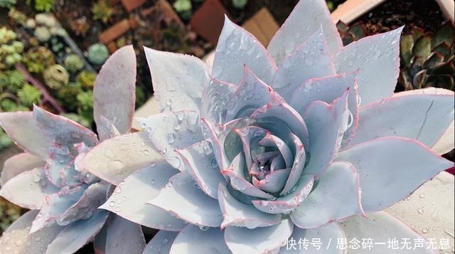 这三“普货多肉”寓意好，越老越值钱，养成老桩可当“传家宝”！