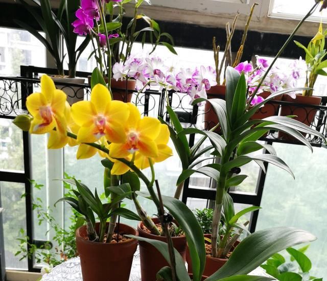 耐阴的吉祥兰,花开奇特,还有顶级的香味