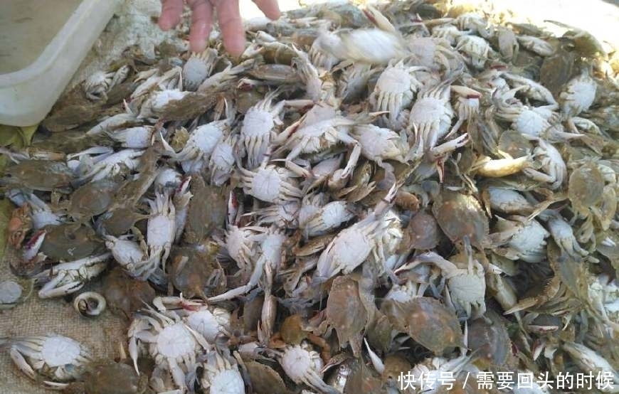 便宜|沿海农村大集上海鲜便宜到一块钱一斤,看到第五个,都不忍心吃了