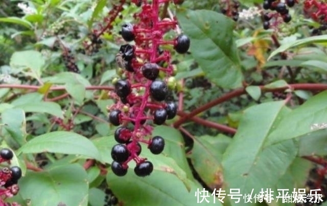 农民朋友|农村中一种不起眼的野草，用来泡脚可治疗脚气，见到可不要错过