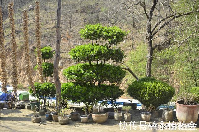 黄杨树#山村大叔耗时12年培养宝塔树,有人出价5万,大叔:开玩笑哩吧