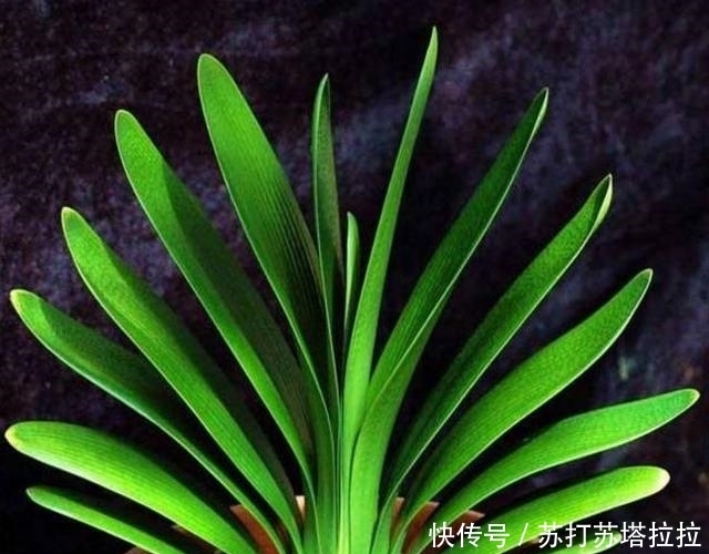 君子兰最爱“吃”这3种零食,老婆在盆里埋上一点,花开爆满盆