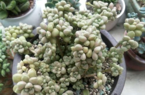 给大盆的丸叶姬秋丽多肉换盆是个技术活，弄不好它的叶片就会掉光