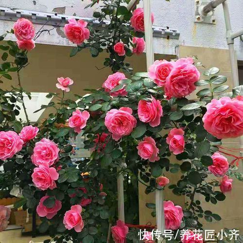 老手|养月季绣球,老手买小苗,新手买老桩,小花匠告诉你真正原因